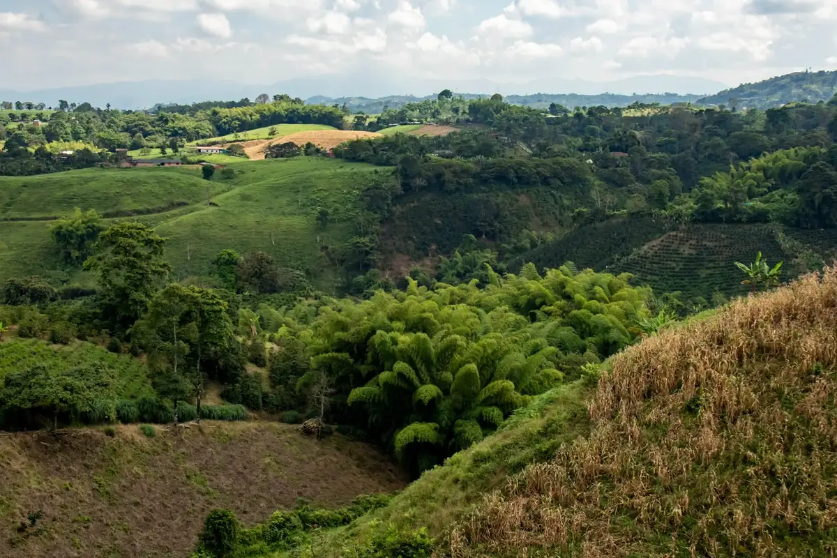 マドリガルのコーヒー畑と竹林、牧草地を見渡す渓谷の眺め。奥にはアンデス山脈が霞んで広がる。